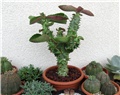 Monadenium magnificum 